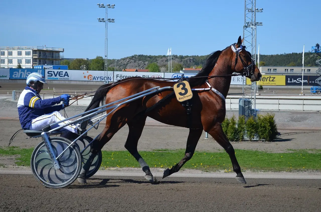 Travhest med kusk i sulky nummer 3